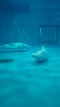 島根県立 しまね海洋館に投稿された画像（2020/11/23）