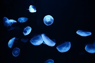 サンシャイン水族館に投稿された画像（2020/11/23）