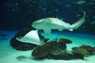 サンシャイン水族館に投稿された画像（2020/11/23）