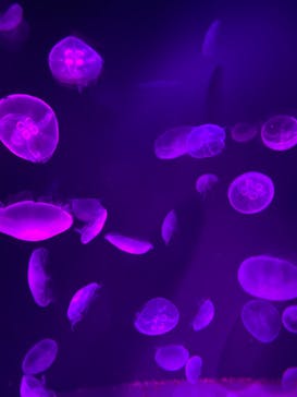 サンシャイン水族館に投稿された画像（2020/11/23）