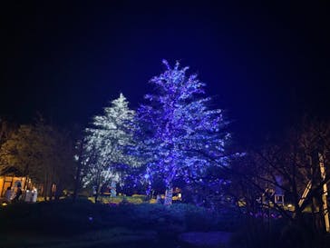 なばなの里に投稿された画像（2020/11/23）