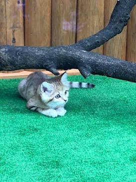 神戸どうぶつ王国に投稿された画像（2020/11/23）