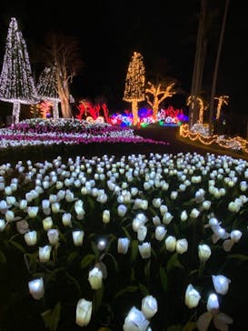 美らヤシパークオキナワ・東南植物楽園に投稿された画像（2020/11/23）