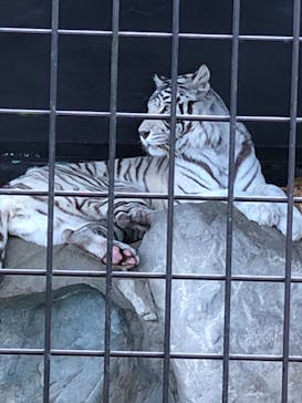 秋吉台自然動物公園 サファリランドに投稿された画像（2020/11/23）