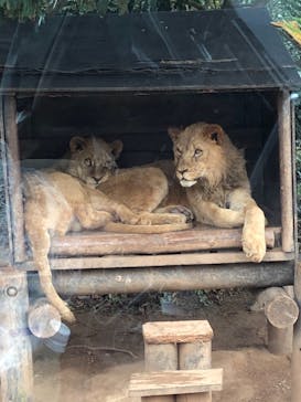 秋吉台自然動物公園 サファリランドに投稿された画像（2020/11/23）