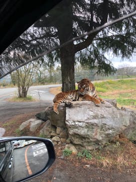秋吉台自然動物公園 サファリランドに投稿された画像（2020/11/23）