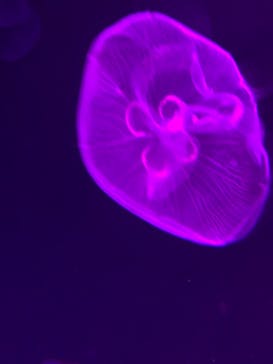 サンシャイン水族館に投稿された画像（2020/11/23）