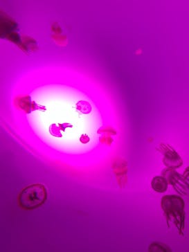 サンシャイン水族館に投稿された画像（2020/11/23）