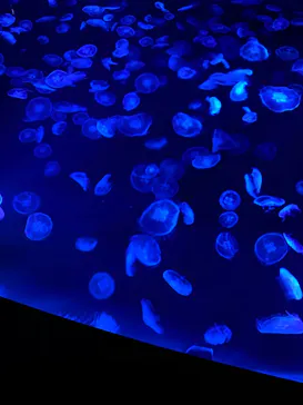 すみだ水族館に投稿された画像（2020/11/23）