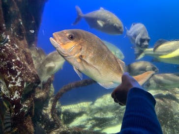鳥羽水族館に投稿された画像（2020/11/23）