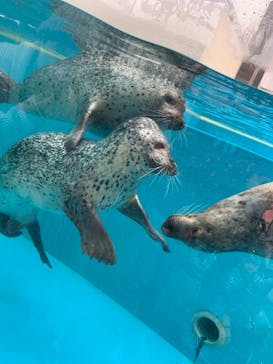 鳥羽水族館に投稿された画像（2020/11/23）