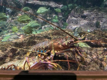 アクアワールド茨城県大洗水族館に投稿された画像（2020/11/24）