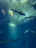 アクアワールド茨城県大洗水族館に投稿された画像（2020/11/24）