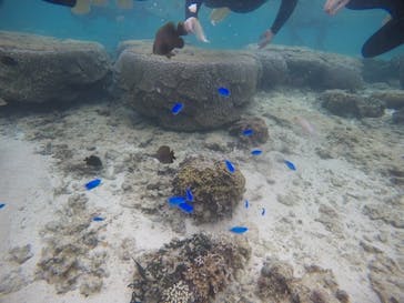 武藤潜水に投稿された画像（2020/11/24）