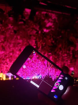 東京メガイルミに投稿された画像（2020/11/24）