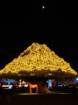 東京メガイルミに投稿された画像（2020/11/24）