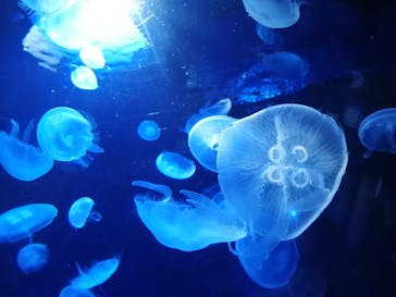 サンシャイン水族館に投稿された画像（2020/11/24）