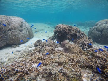 武藤潜水に投稿された画像（2020/11/24）