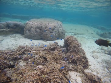 武藤潜水に投稿された画像（2020/11/24）