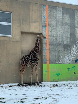 旭川市旭山動物園に投稿された画像（2020/11/24）