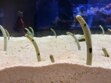 すみだ水族館に投稿された画像（2020/11/24）