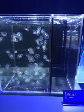 京都水族館に投稿された画像（2020/11/24）