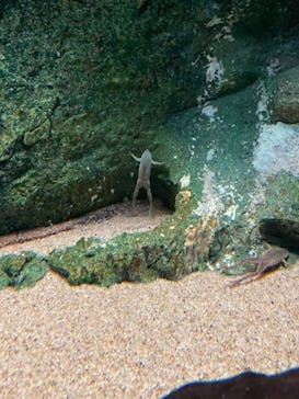 サンシャイン水族館に投稿された画像（2020/11/24）