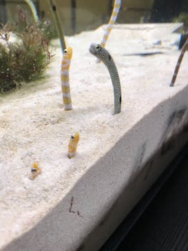 京都水族館に投稿された画像（2020/11/24）