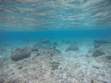 武藤潜水に投稿された画像（2020/11/24）