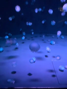 京都水族館に投稿された画像（2020/11/24）