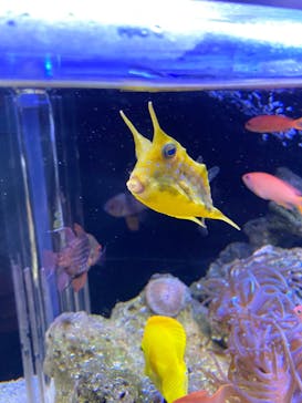 京都水族館に投稿された画像（2020/11/24）