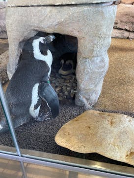 京都水族館に投稿された画像（2020/11/24）