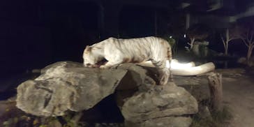 群馬サファリパークに投稿された画像（2020/11/24）