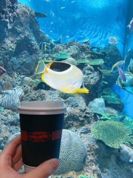 アクアワールド茨城県大洗水族館に投稿された画像（2020/11/24）