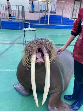 ゼロ距離水族館 伊勢シーパラダイスに投稿された画像（2020/11/24）