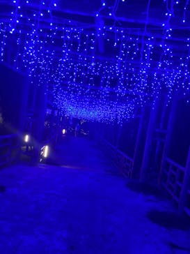 美らヤシパークオキナワ・東南植物楽園に投稿された画像（2020/11/24）