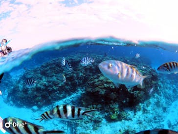 Sea World（シーワールド）に投稿された画像（2020/11/24）