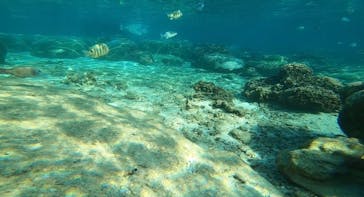 青の洞窟専門店　沖縄ダイビングショップ和に投稿された画像（2020/11/24）