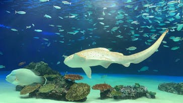 サンシャイン水族館に投稿された画像（2020/11/24）