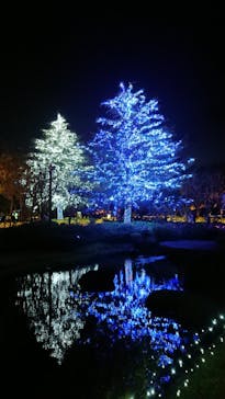 なばなの里に投稿された画像（2020/11/24）