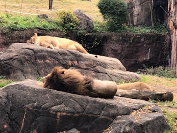 天王寺動物園に投稿された画像（2020/11/24）