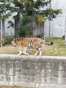 天王寺動物園に投稿された画像（2020/11/24）