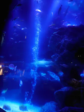 すみだ水族館に投稿された画像（2020/11/24）