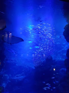 京都水族館に投稿された画像（2020/11/24）