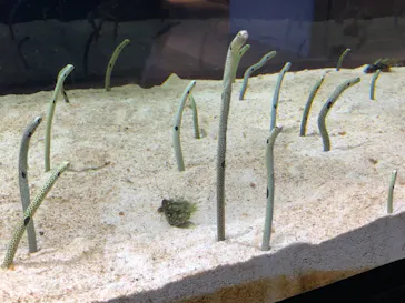 すみだ水族館に投稿された画像（2020/11/24）