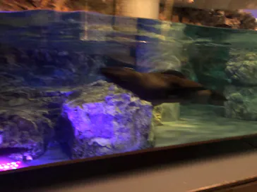 すみだ水族館に投稿された画像（2020/11/24）