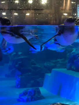 すみだ水族館に投稿された画像（2020/11/24）