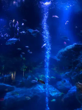 すみだ水族館に投稿された画像（2020/11/24）