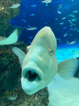 サンシャイン水族館に投稿された画像（2020/11/24）