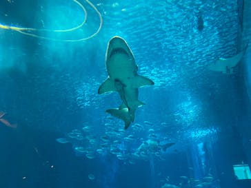 マリンワールド海の中道に投稿された画像（2020/11/24）